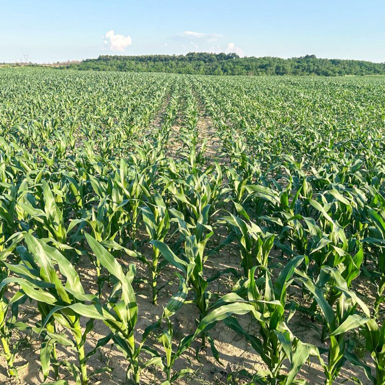 porumb_simplu_1750830779-min