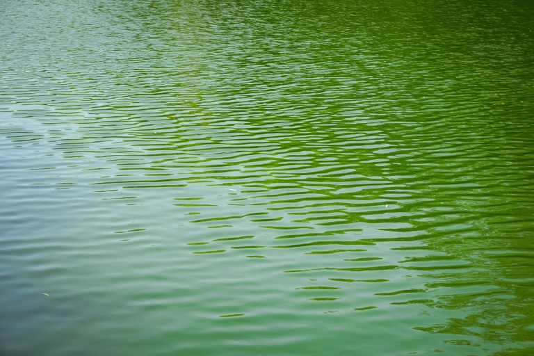 apa verde in piscina