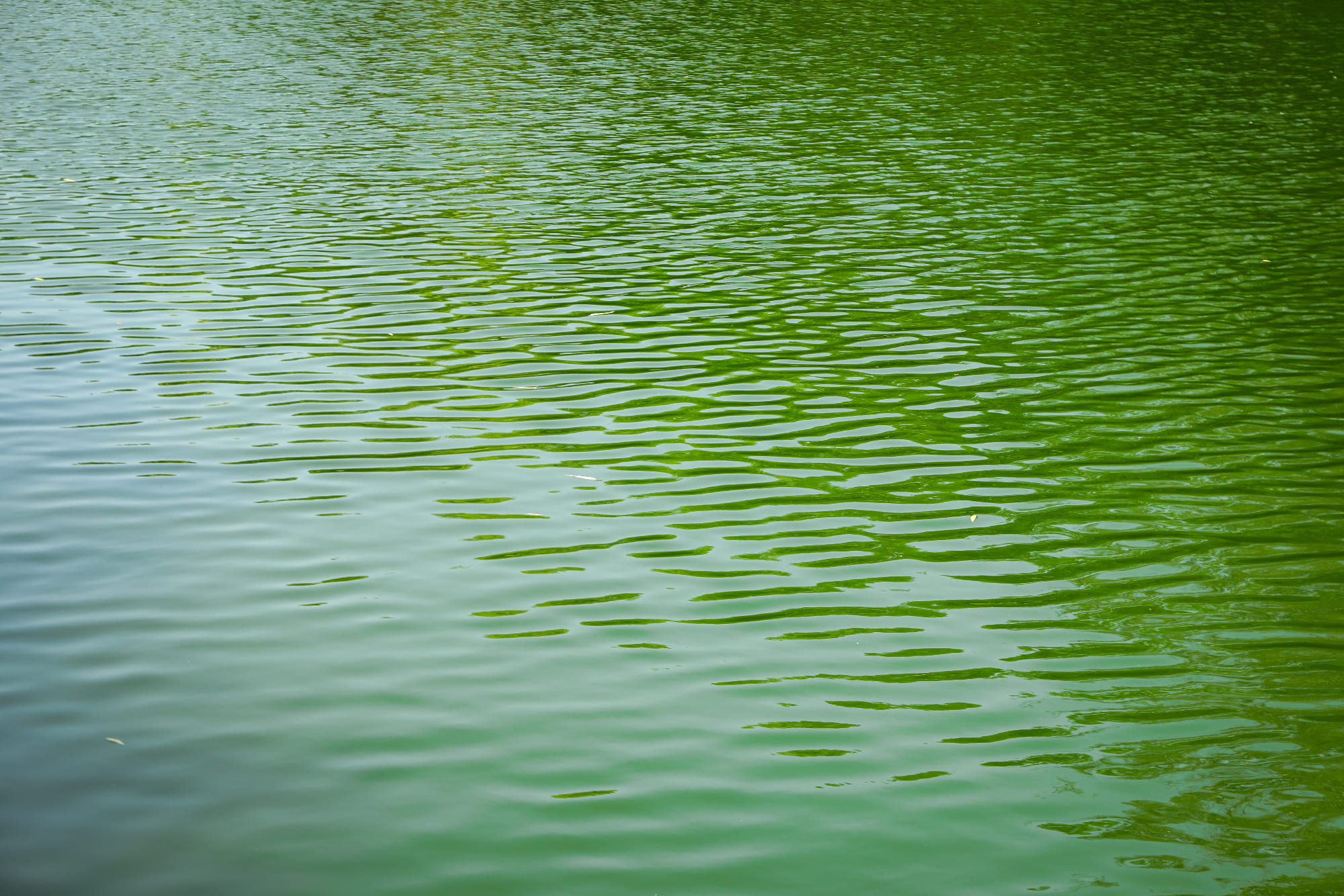 apa verde in piscina
