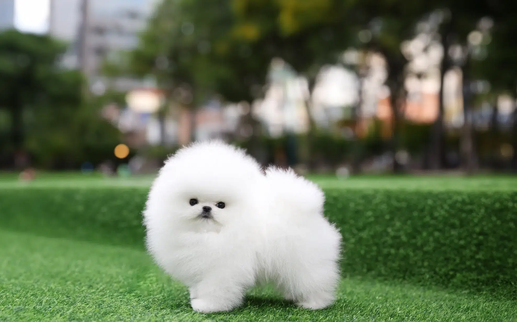 18 cățeluși Pomeranian teacup premium - stiritgjiu.ro